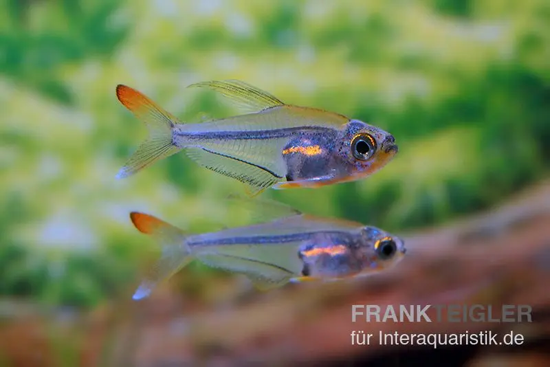 Orangeflossen-Glassalmler, Trochilocharax ornatus