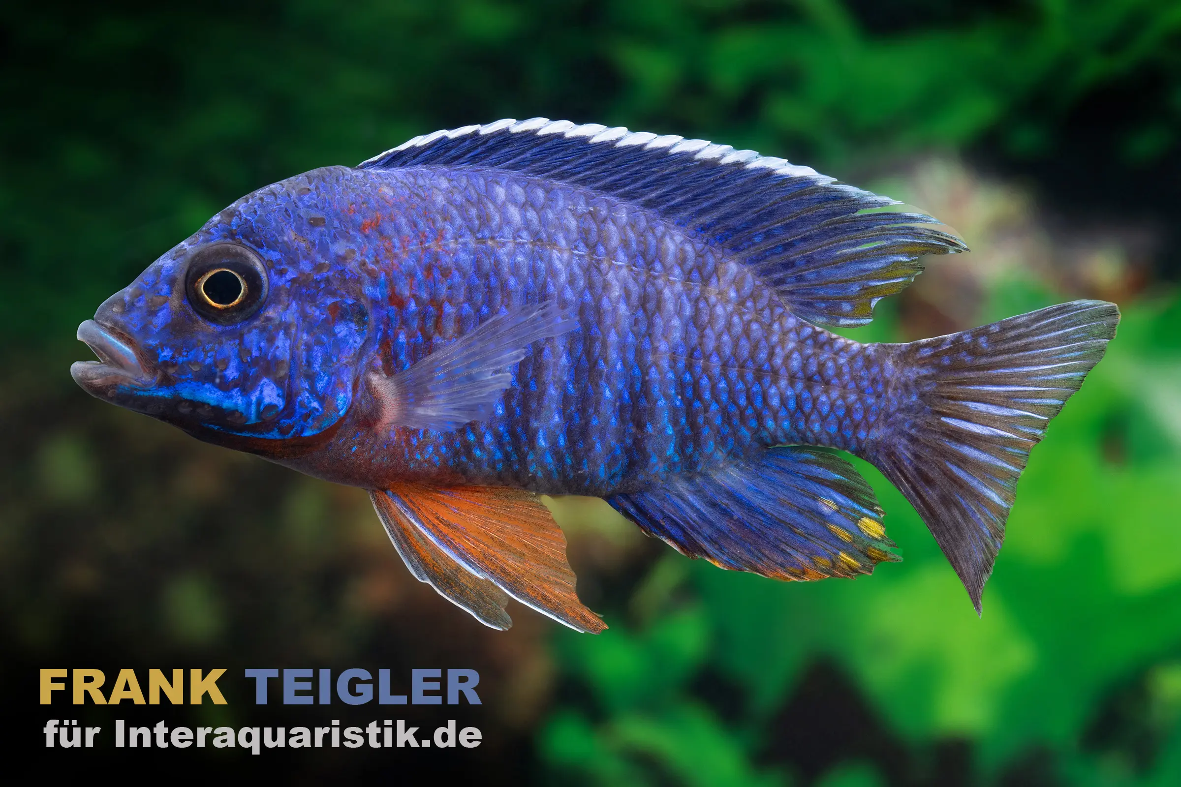 Cobue-Kaiserbuntbarsch, Aulonocara stuartgranti cobue, 7-9 cm DNZ