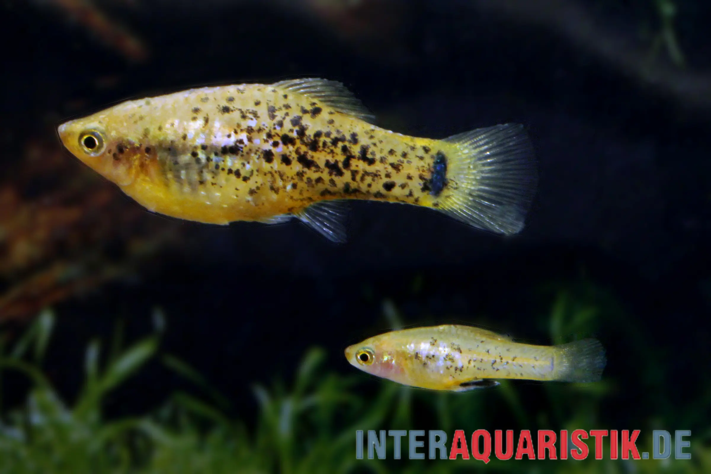 Miller-Platy, Xiphophorus milleri (Lake Catemaco-Platy)