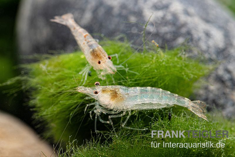 Sulawesi Inlandsgarnele, Caridina pareparensis (Malawa-Garnele)