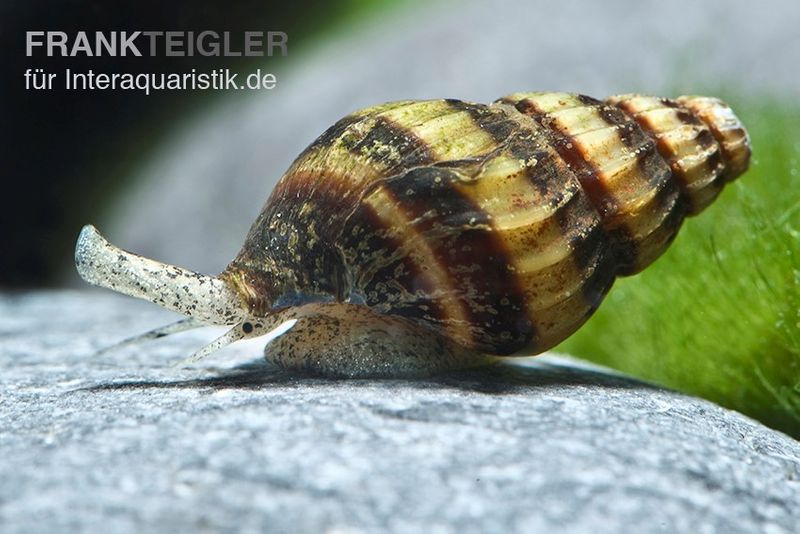 Raubturmdeckelschnecke, Anentome helena