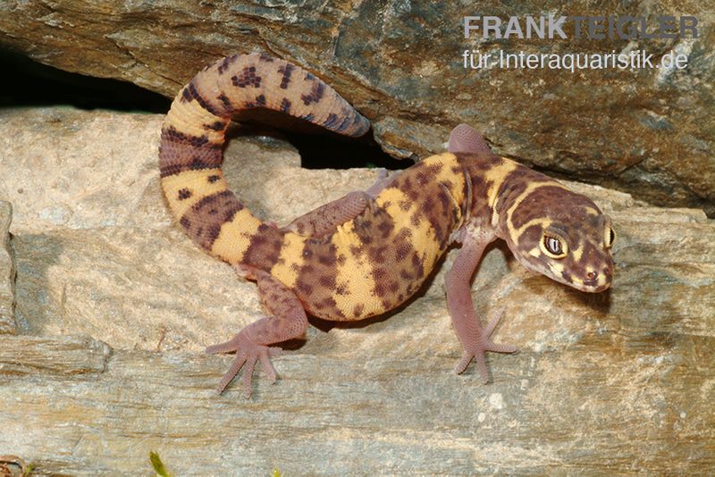 Texas-Krallengecko, Coleonyx brevis