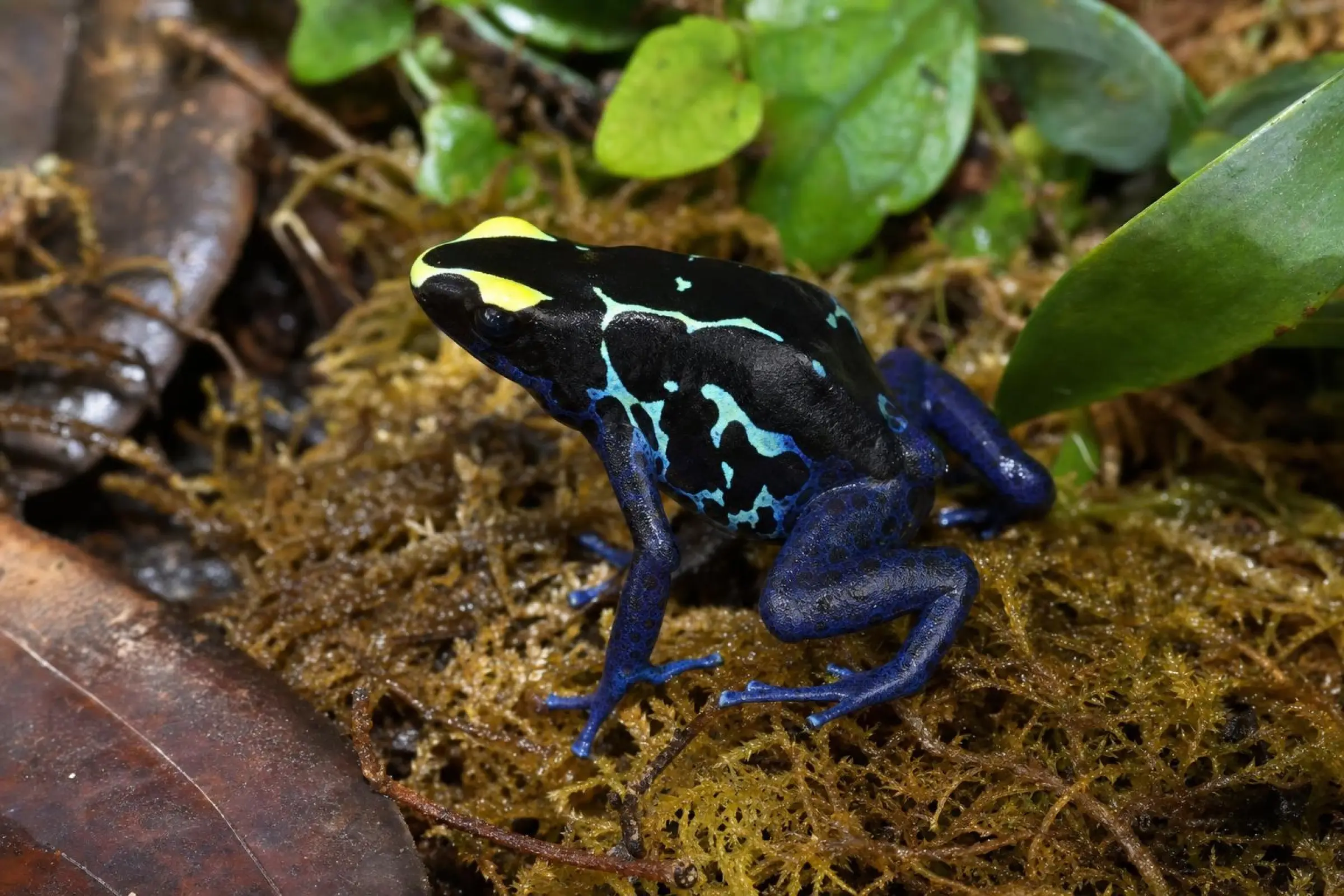Färberfrosch „Sipaliwini Blau“, Dendrobates tinctorius