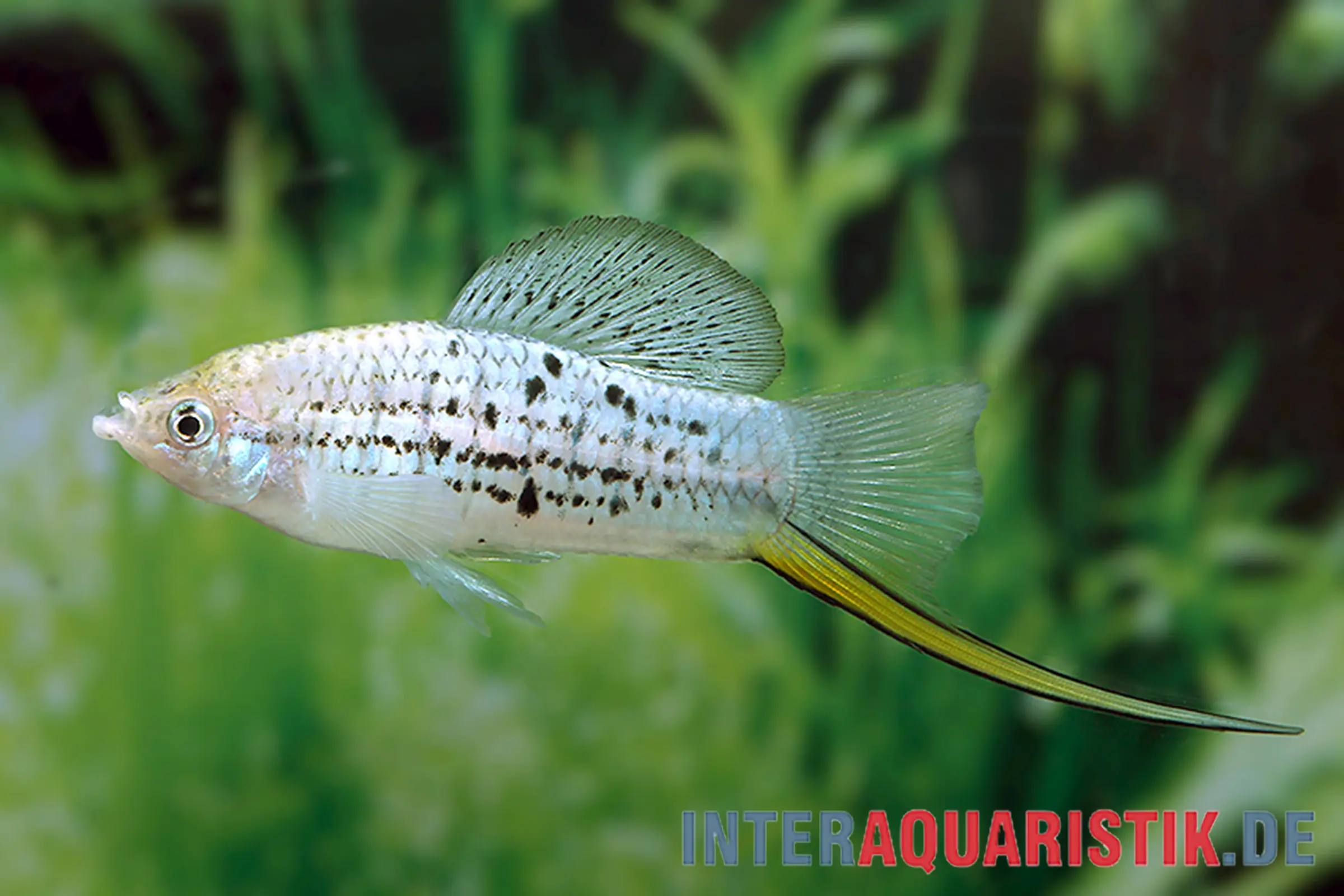 Nezahualcoyotl-Schwertträger, Xiphophorus nezahualcoyotl DNZ