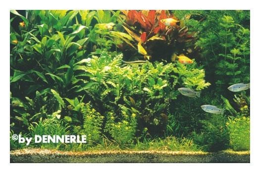 Holland-Aquarium, Pflanzensortiment für 100 x 40 x 50 cm, Aquarienpflanzen-Set