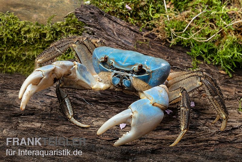 Weihnachtsinsel-Krabbe, Discoplax celeste, Paar (1 Männchen + 1 Weibchen)