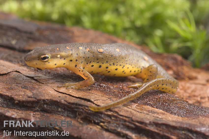 Grünlicher Wassermolch, Notophthalmus viridescens