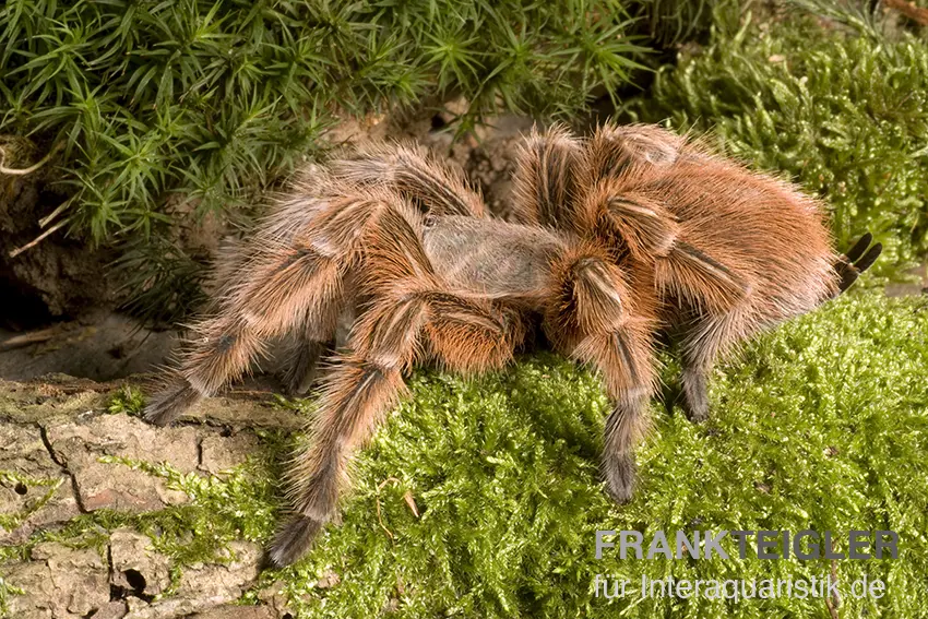 Rote Chile-Vogelspinne, Grammostola rosea