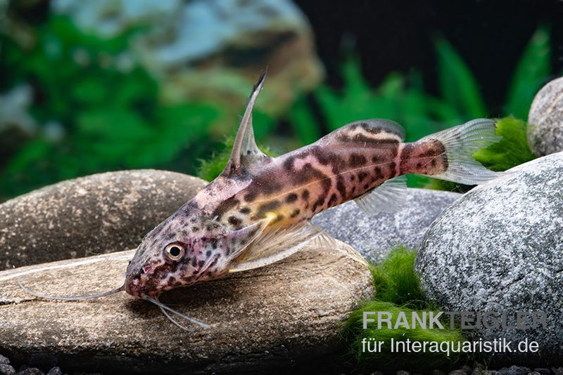 Greshoffs Fiederbartwels, Synodontis greshoffi