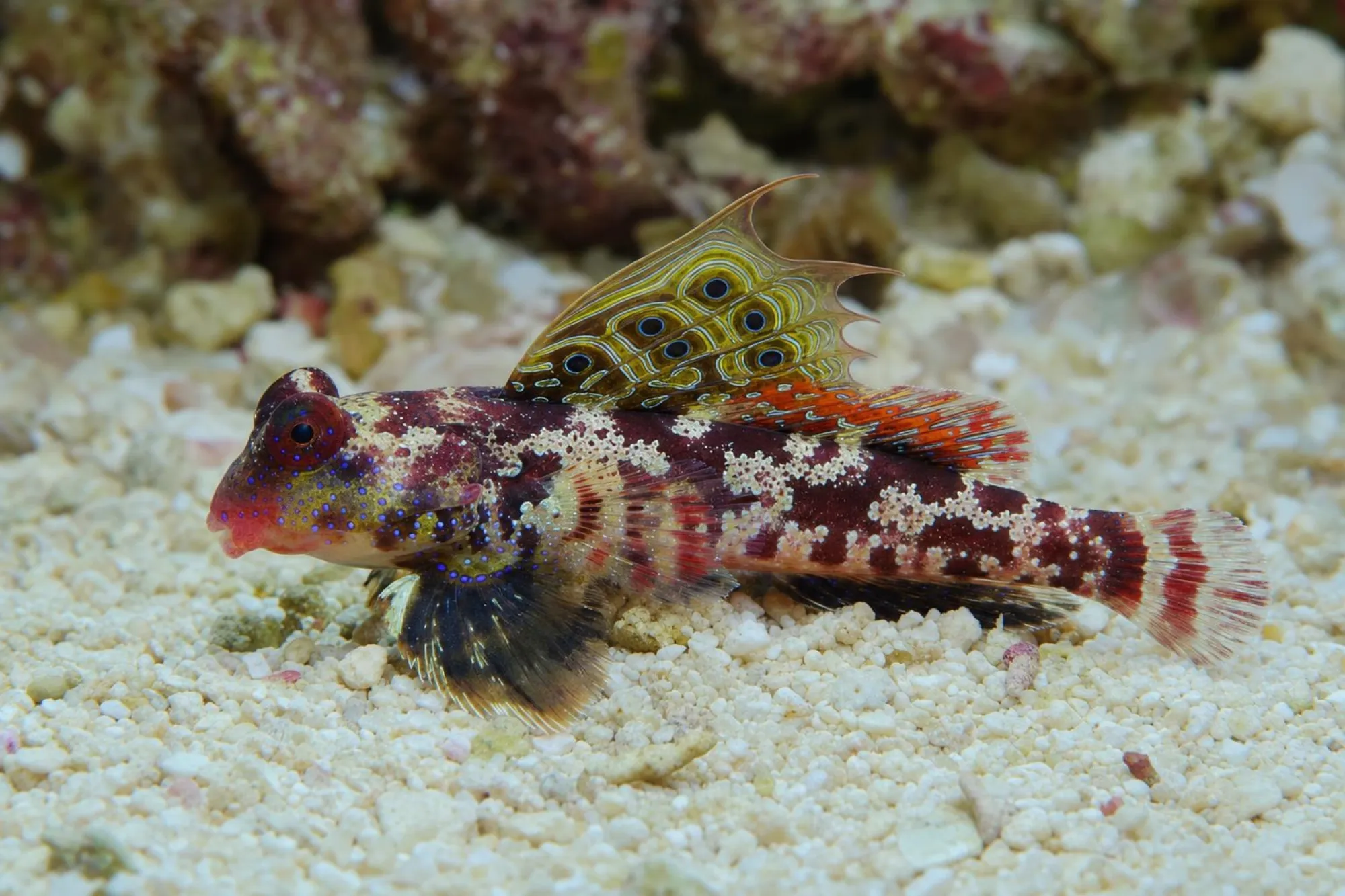 Augenfleck-Mandarinfisch, Synchiropus ocellatus