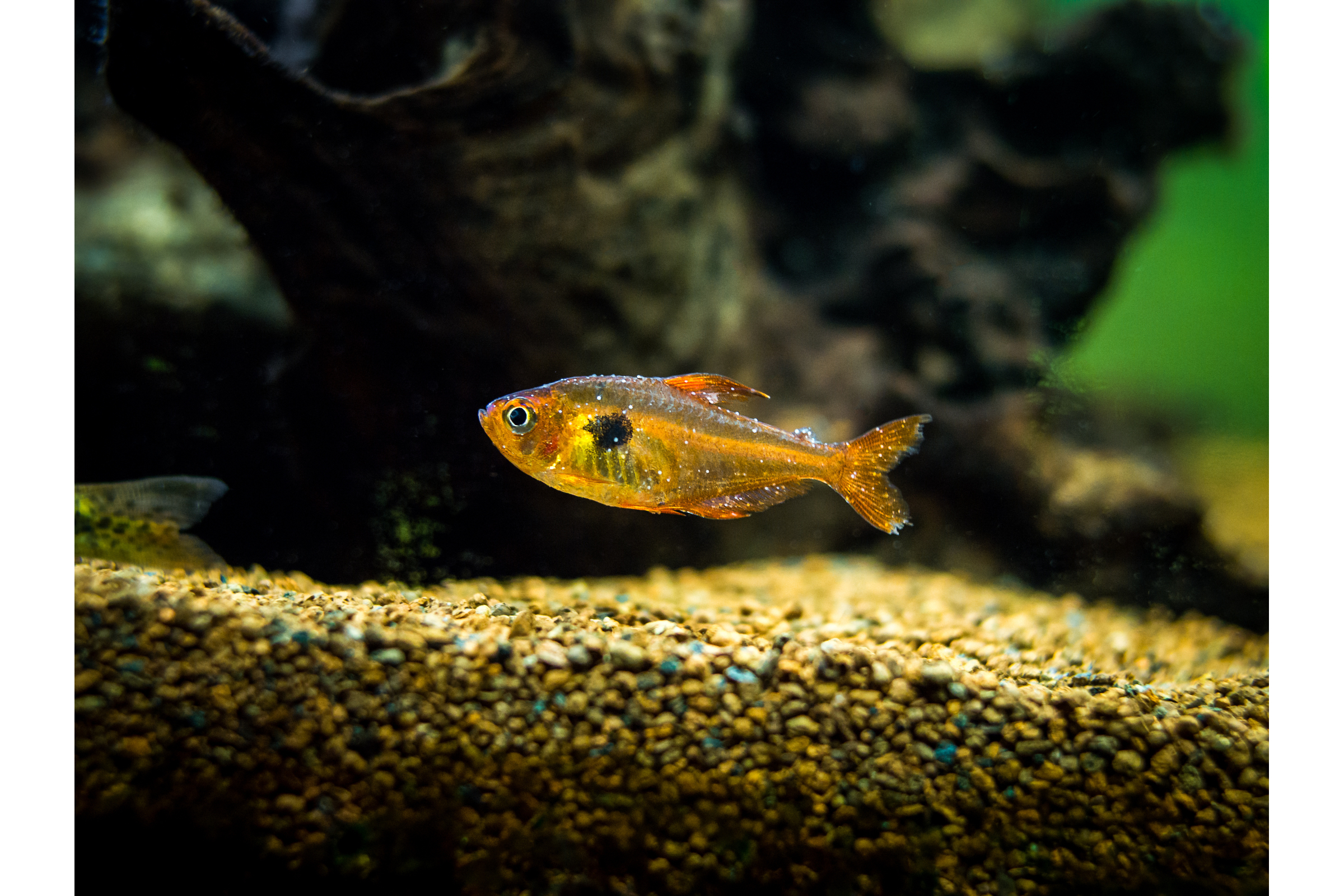 Kleiner orange Fisch im Aquarium auf Kiesboden