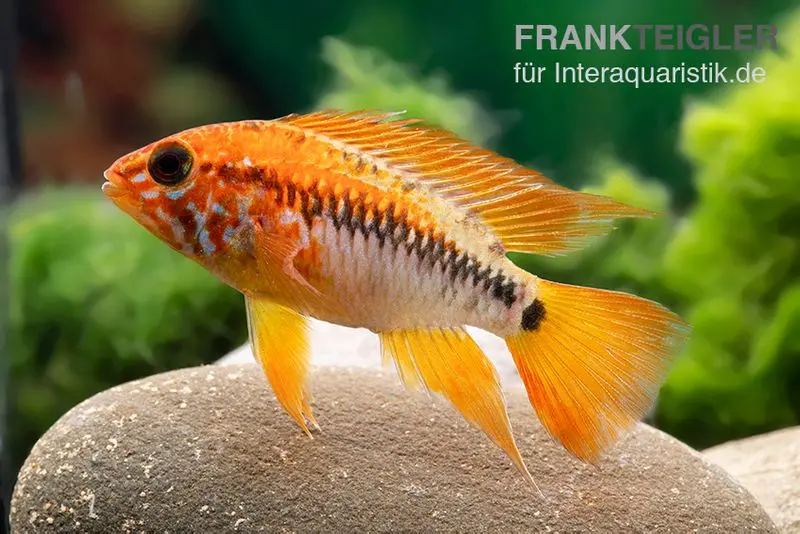 Villavicencio-Buntbarsch, Apistogramma macmasteri