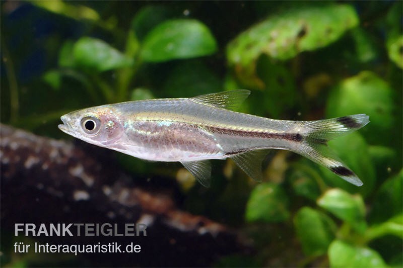 Glasbärbling, Rasbora trilineata