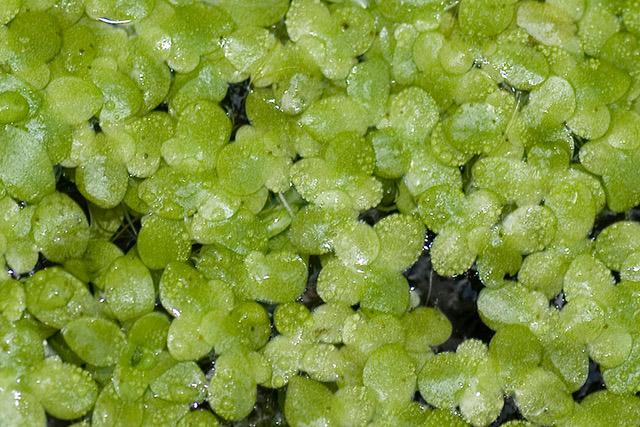 Kleine Wasserlinse, Lemna minor