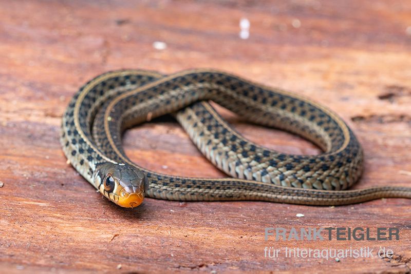 Gewöhnliche Strumpfbandnatter, Thamnophis sirtalis