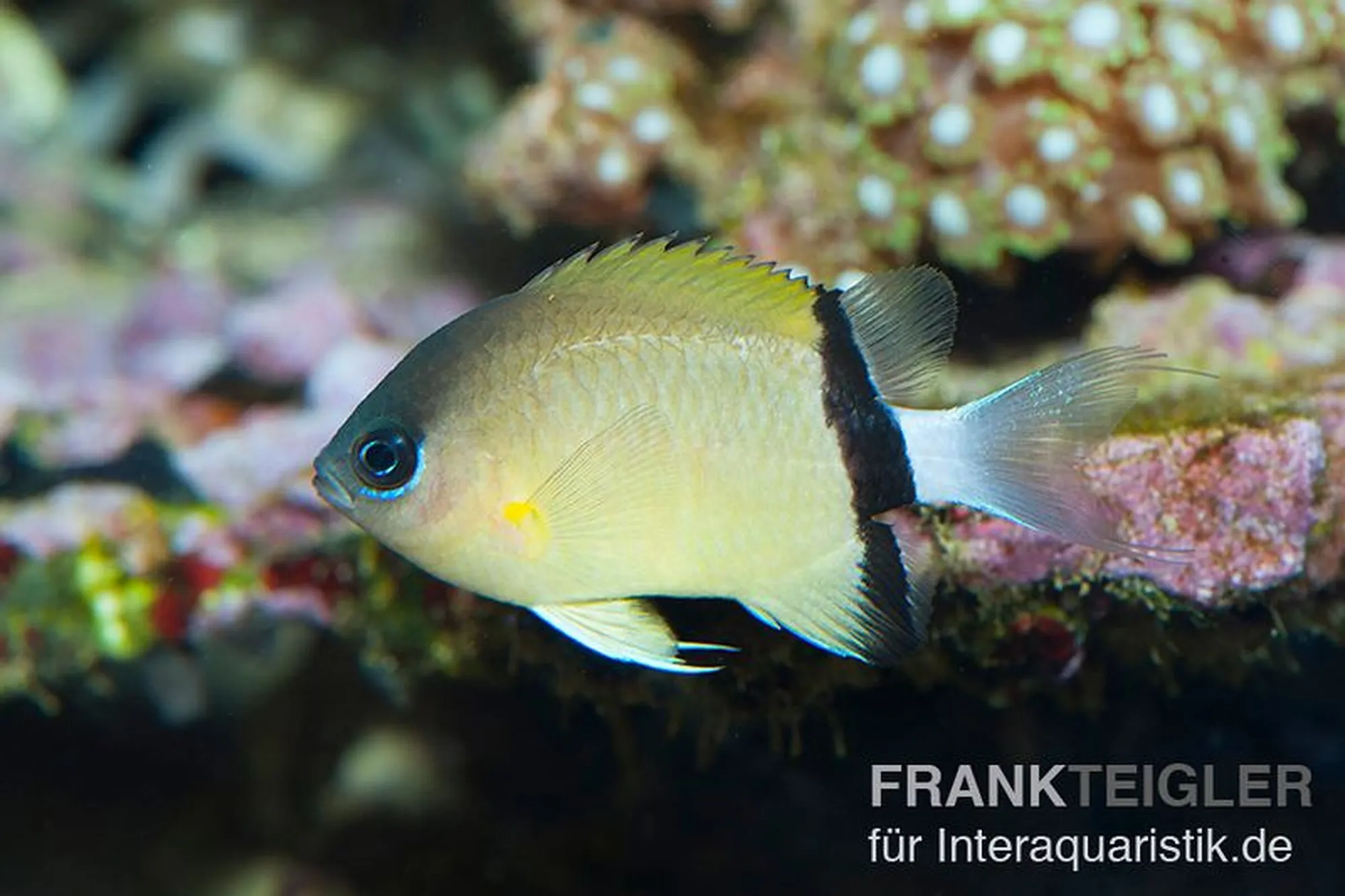 Schwarzband-Schwalbenschwänzchen, Chromis retrofasciata