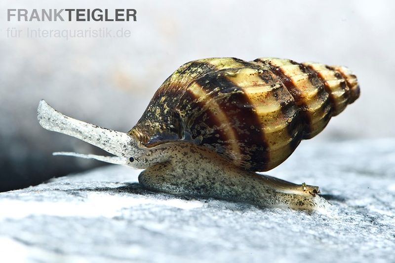 Raubturmdeckelschnecke, Anentome helena