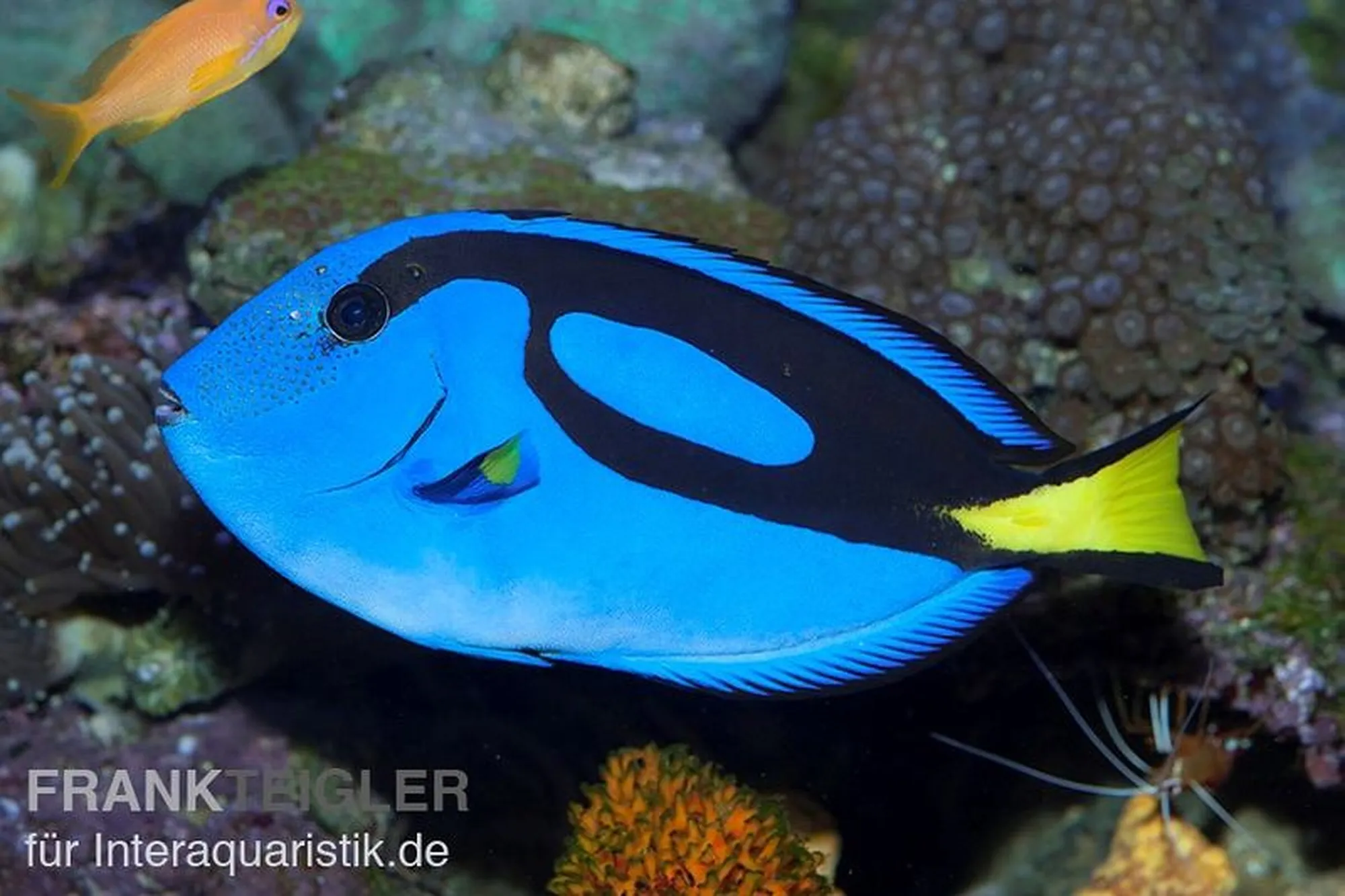 Paletten-Doktorfisch aus Nachzucht, Paracanthurus hepatus