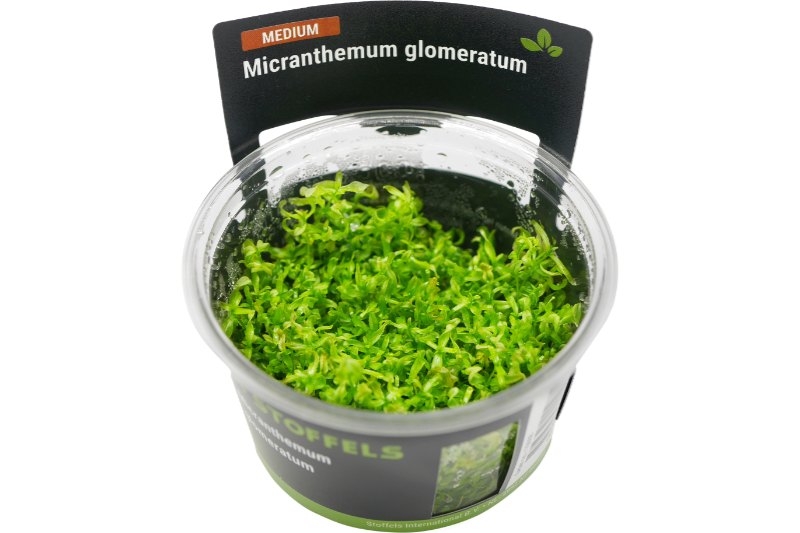 Amerikanisches Perlkraut, Micranthemum glomeratum, In Vitro