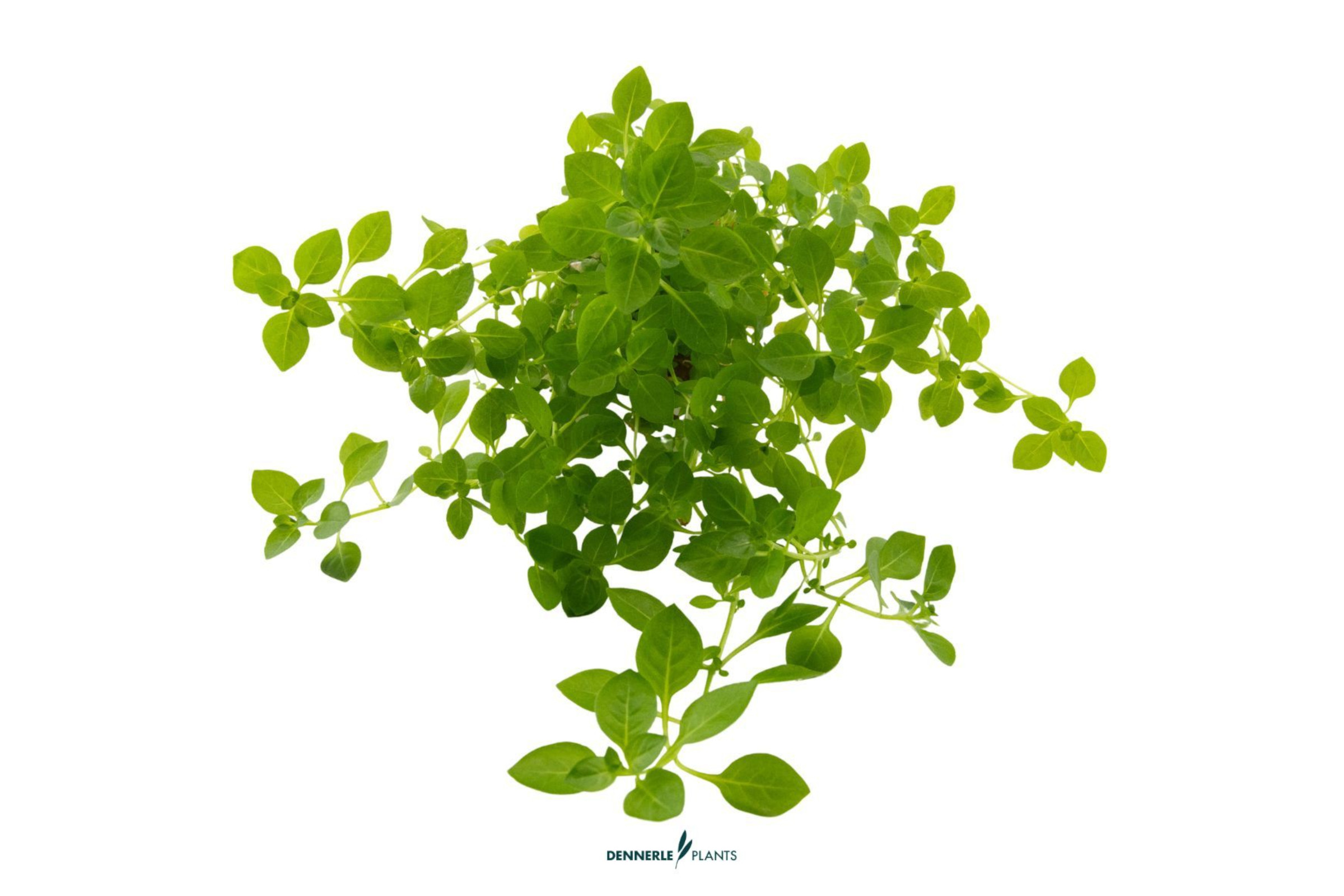 Grünes Sumpf-Ludwigkraut, Ludwigia palustris Green, im Topf  