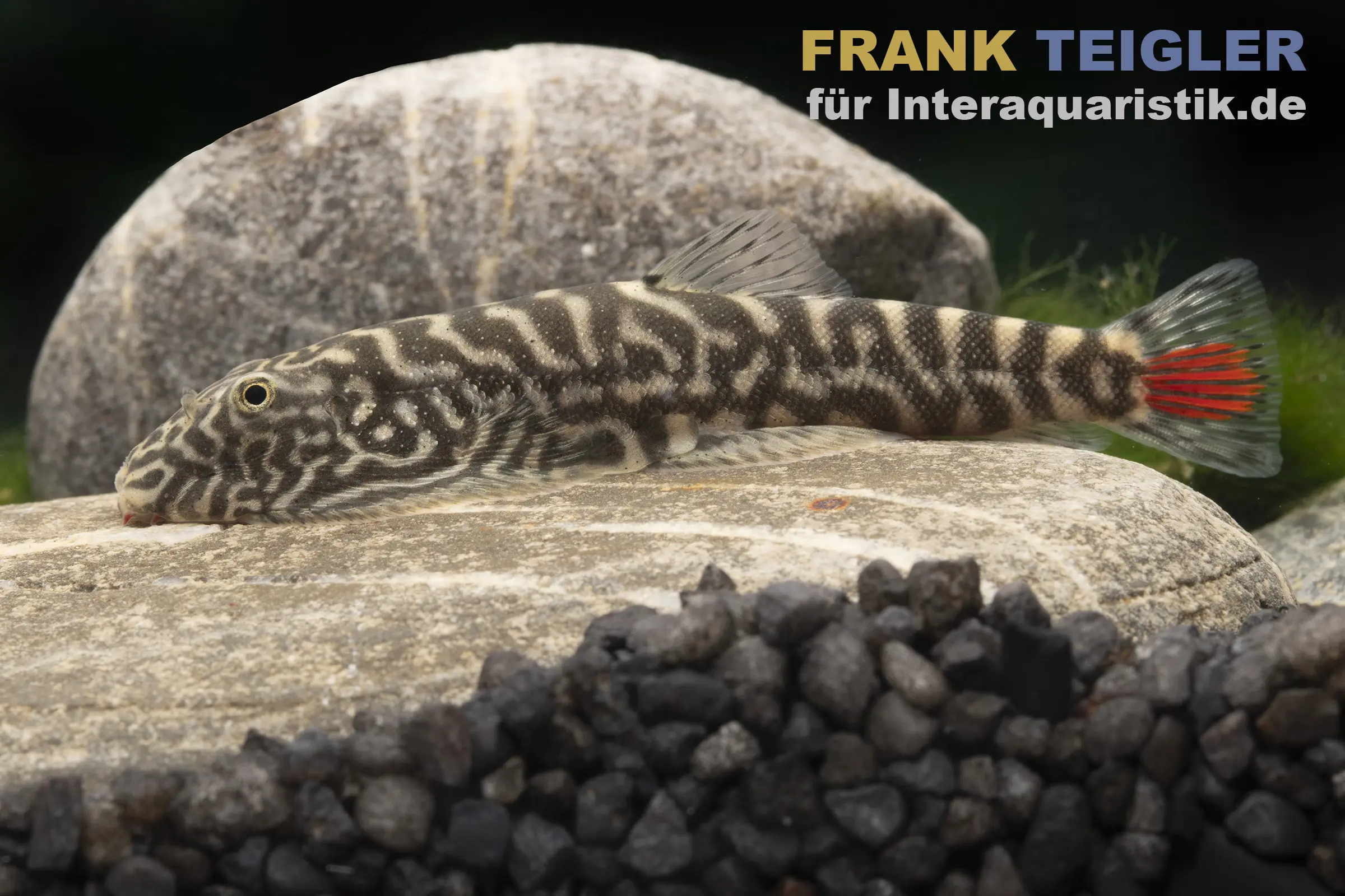 Rotschwanz-Flossensauger, Gastromyzon sahiratus SK02