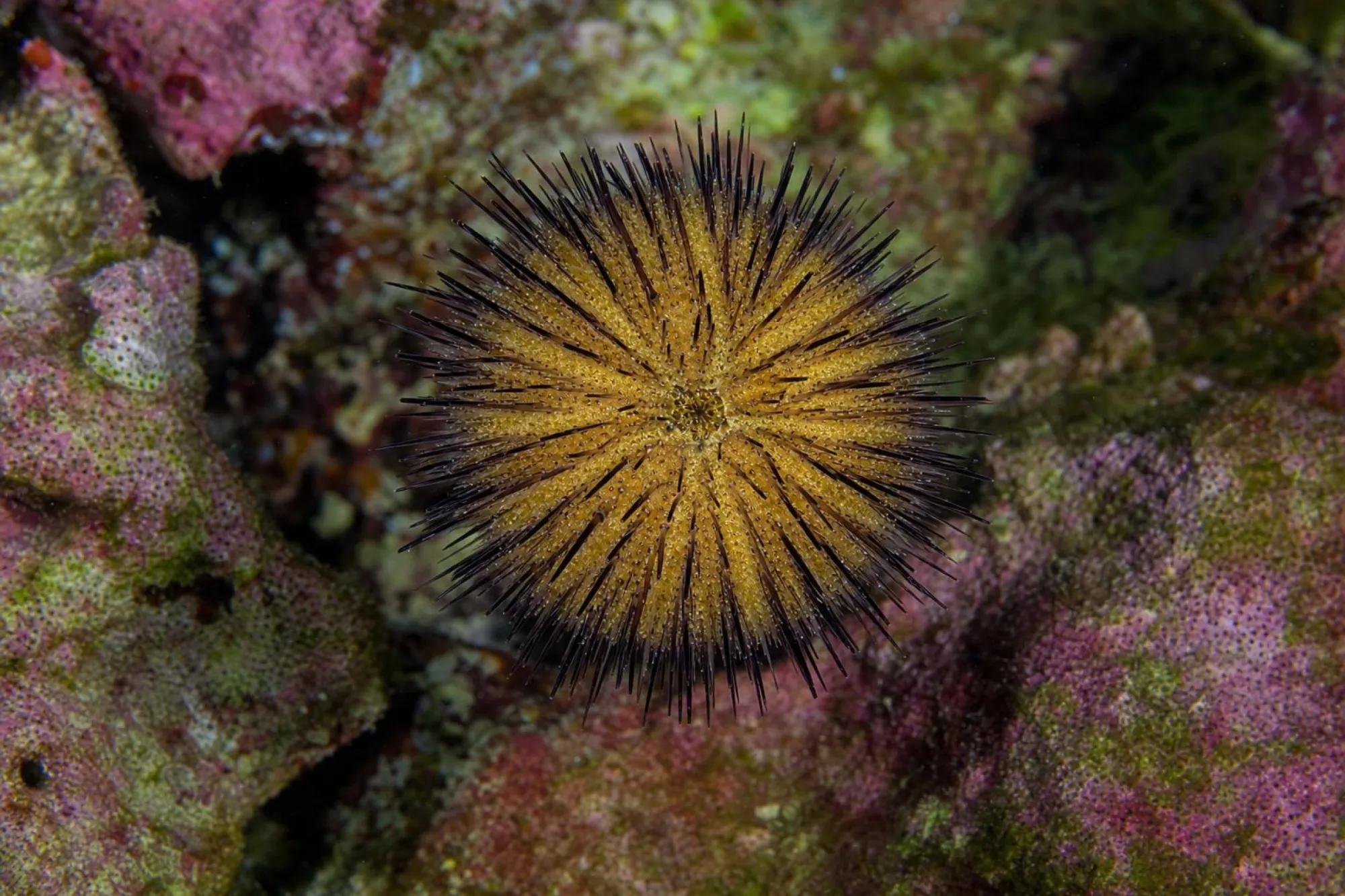 Passions-Seeigel, Salmacis virgulata