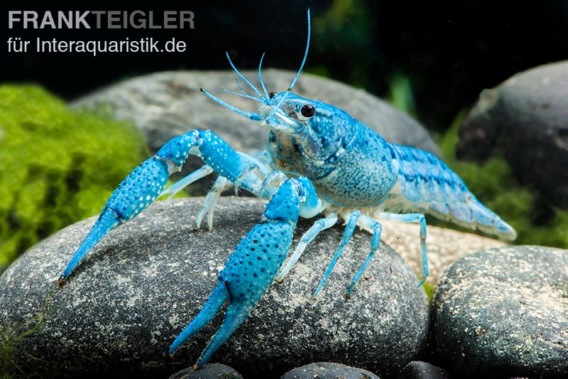 Blauer Floridakrebs, Procambarus alleni, Ohne Geschlechtsauswahl