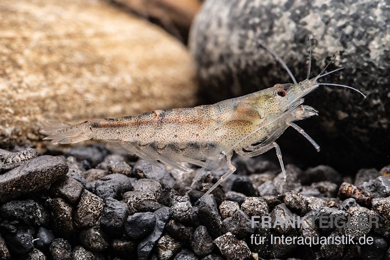 Australische Amanogarnele, Caridina typus (Rarität)