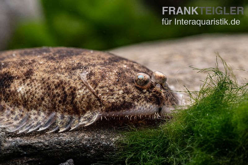 Leucorhynchos-Plattfisch, Süßwasserflunder, Achiroides leucorhynchos