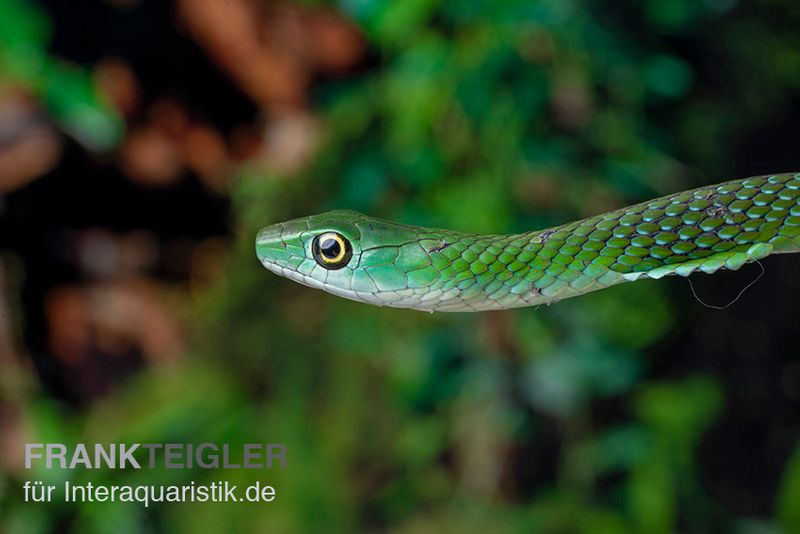 Gefleckte Strauchnatter, Philothamnus punctatus