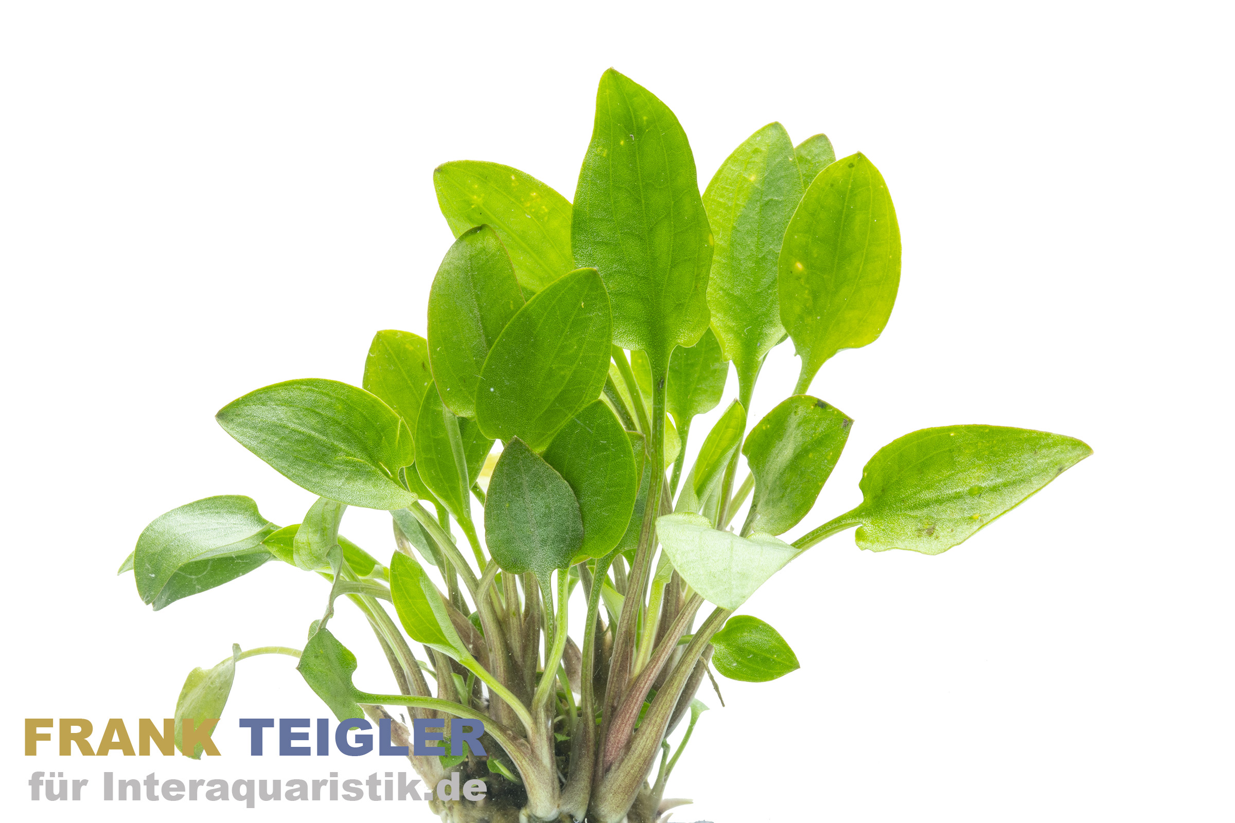 Wallisii-Wasserkelch, Cryptocoryne wallisii, im Topf