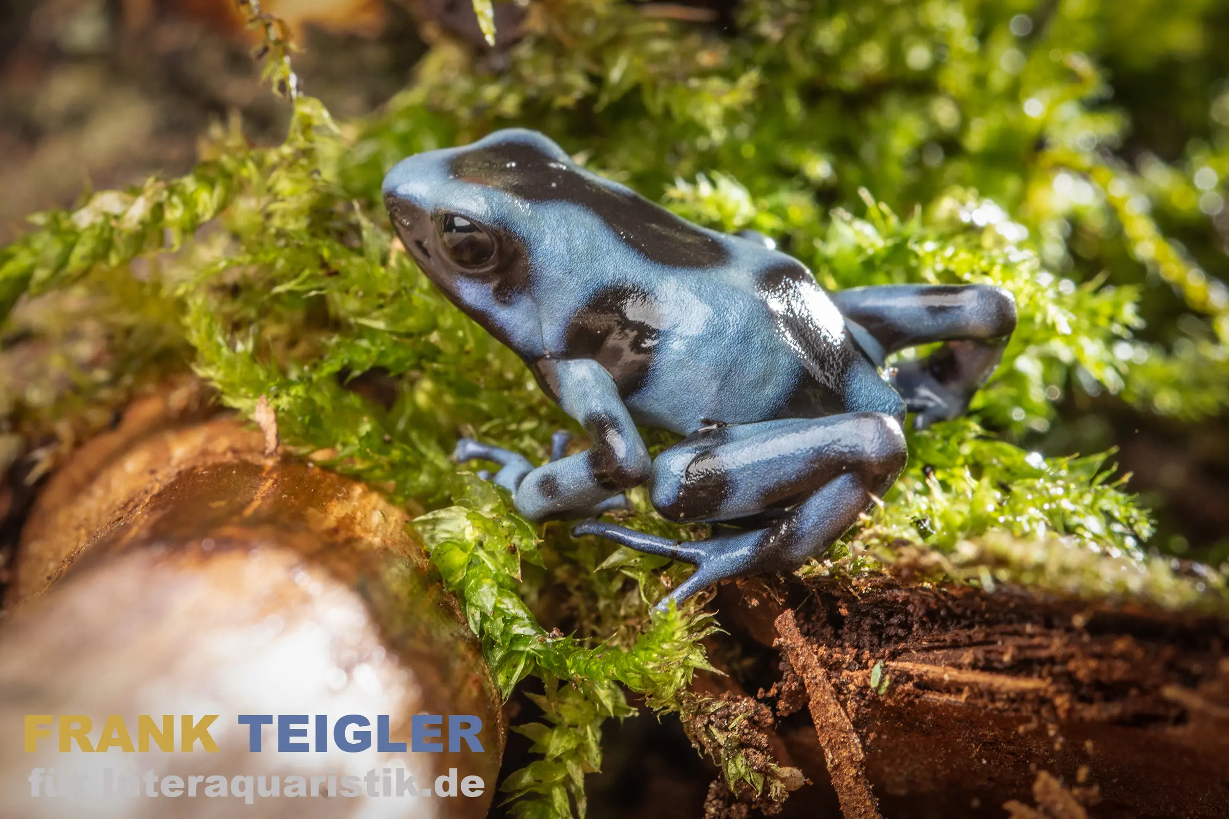 Jeansblauer Pfeilgiftfrosch, Dendrobates auratus blau