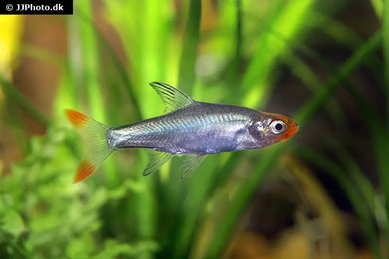 Glühköpfchen, Sawbwa resplendens (Nacktlaube)