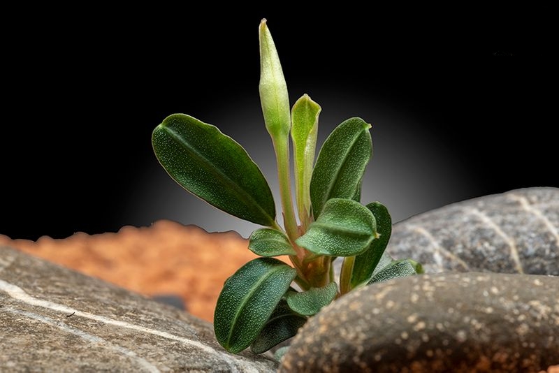 Bucephalandra "Phoenix", lose Pflanze