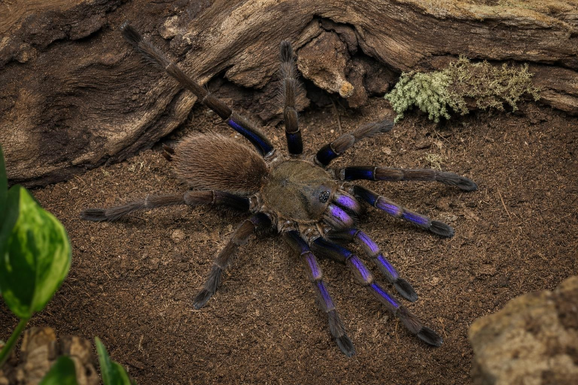 Elektrischblaue Vogelspinne, Chilobrachys natanicharum