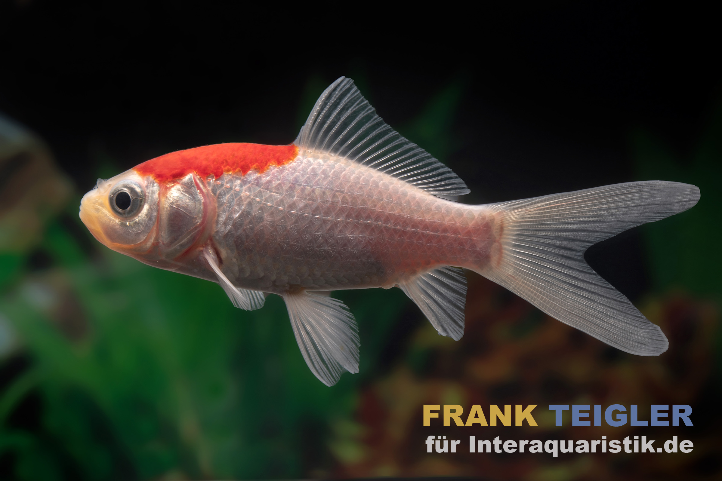 Goldfisch Sarasa Tancho, Carassius auratus (Kaltwasser)