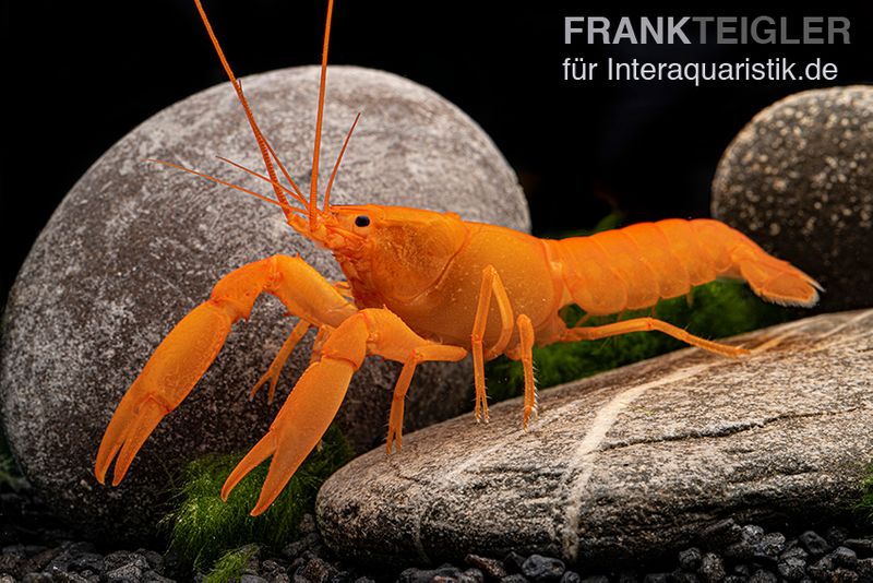 Superorangener Aprikosenkrebs, Cherax cf. holthuisi, Zufällig ausgewählt