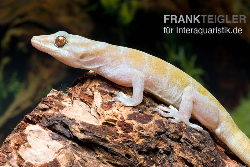 Goldgecko, Gekko ulikovskii