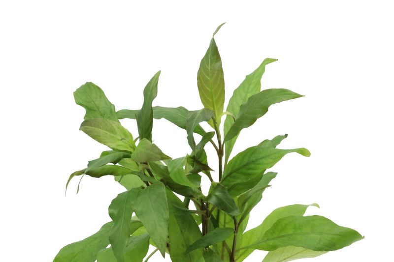 Thailändischer Wasserfreund, Hygrophila corymbosa "Siamensis", im Topf