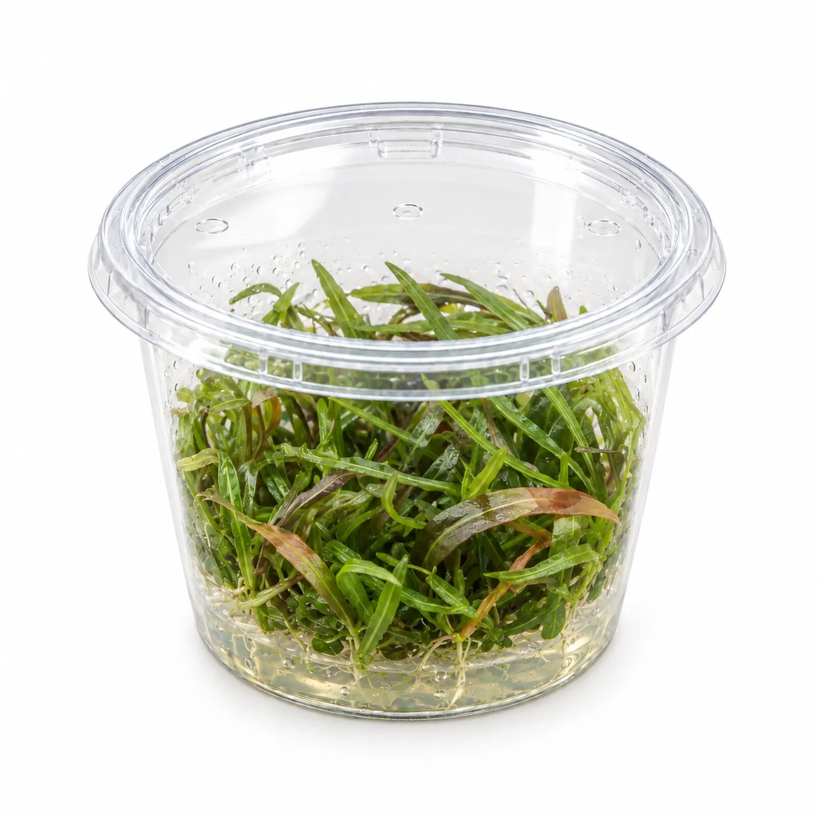 Araguaia-Wasserfreund, Hygrophila lancea "Araguaia", in Vitro