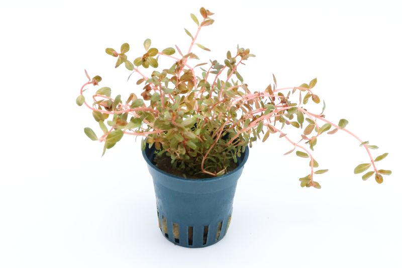 H"Ra-Rotala, Rotala sp. "H"Ra", im Topf