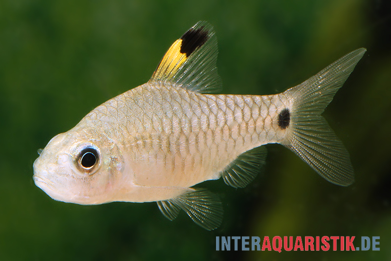 Indische Hochflossenbarbe, Oreichthys crenuchoides