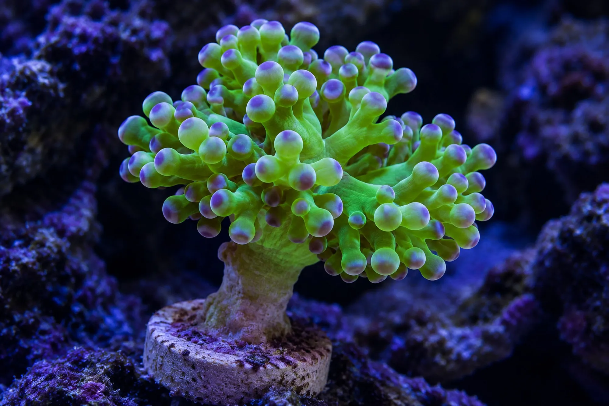 Froschlaichkoralle „Grün/Lila Tip“ (Nachzucht), Fimbriaphyllia paradivisa, 1 Polyp
