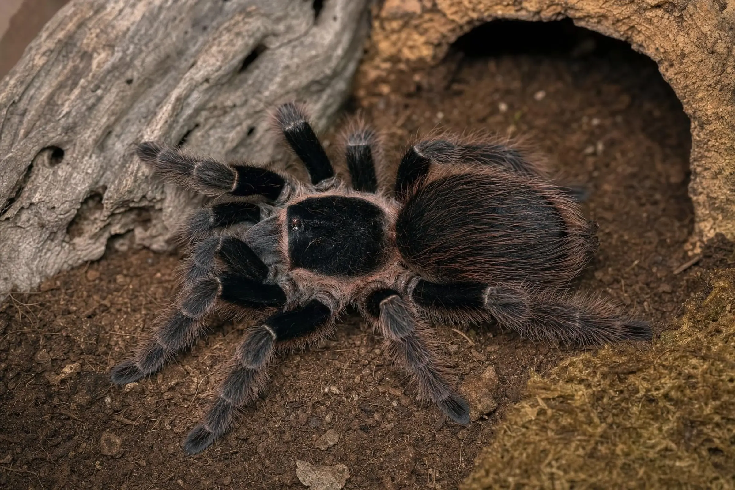 Brasilianische Rote Vogelspinne, Nhandu carapoensis