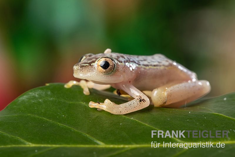 Gelbpunktriedfrosch, Heterixalus alboguttatus