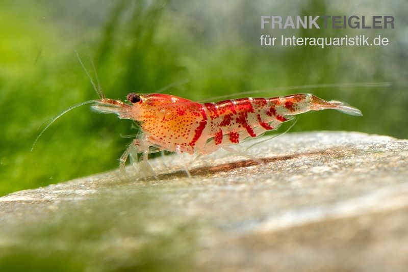 TiBee-Garnele rot, Tigerbiene, Caridina spec.