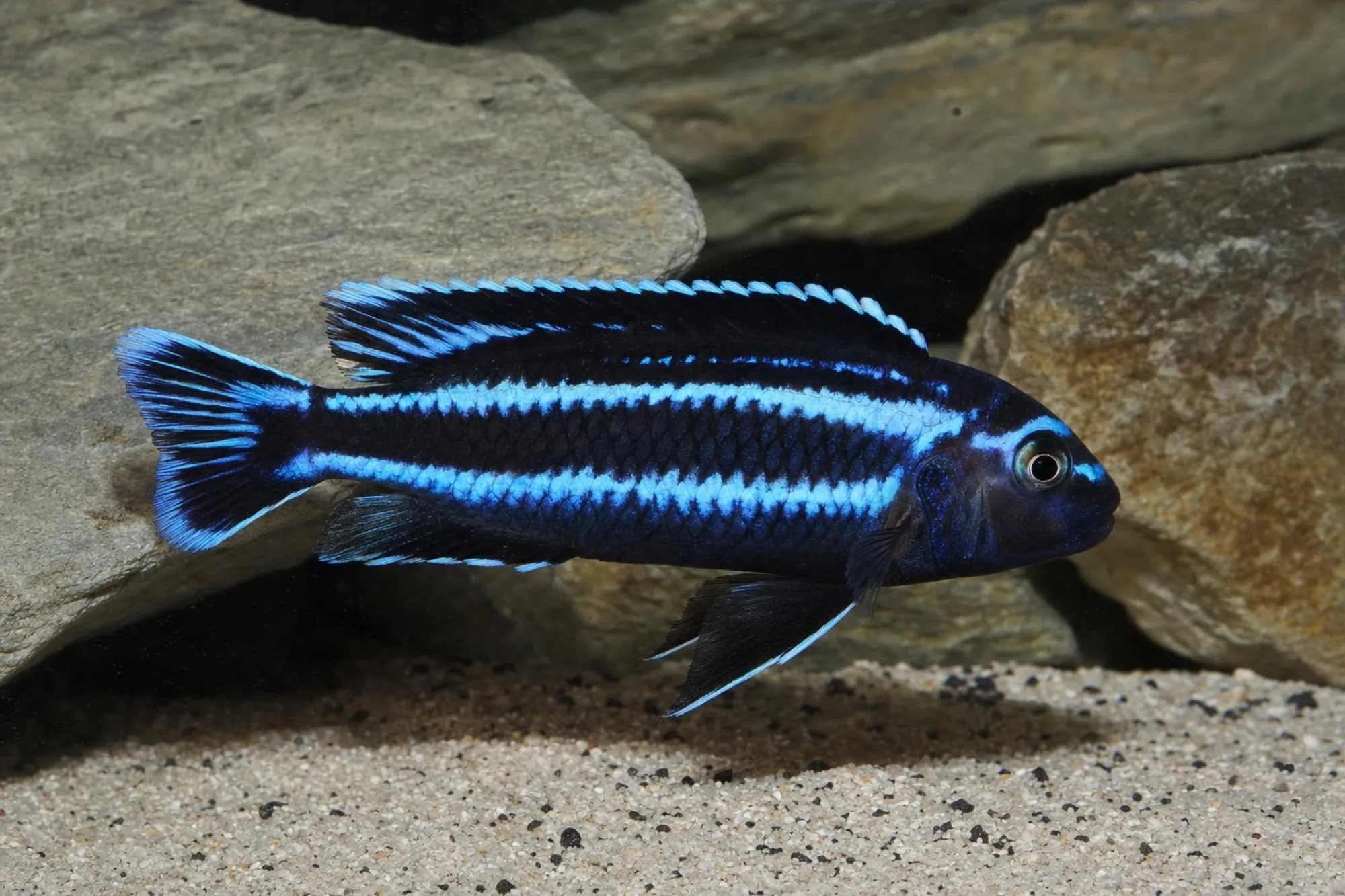 Kobalt-Orange-Buntbarsch „Red“, Melanochromis johannii