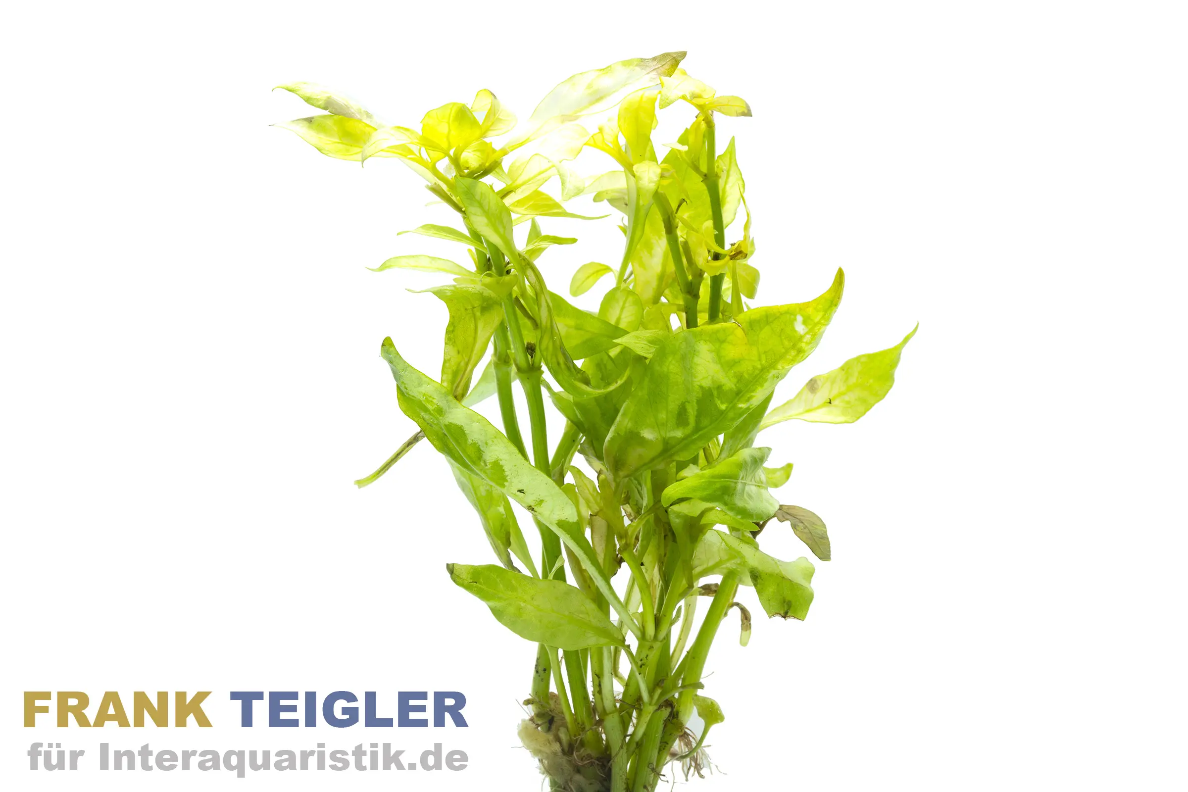 Heckenartiges Papageienblatt, Alternanthera ficoidea, im Topf