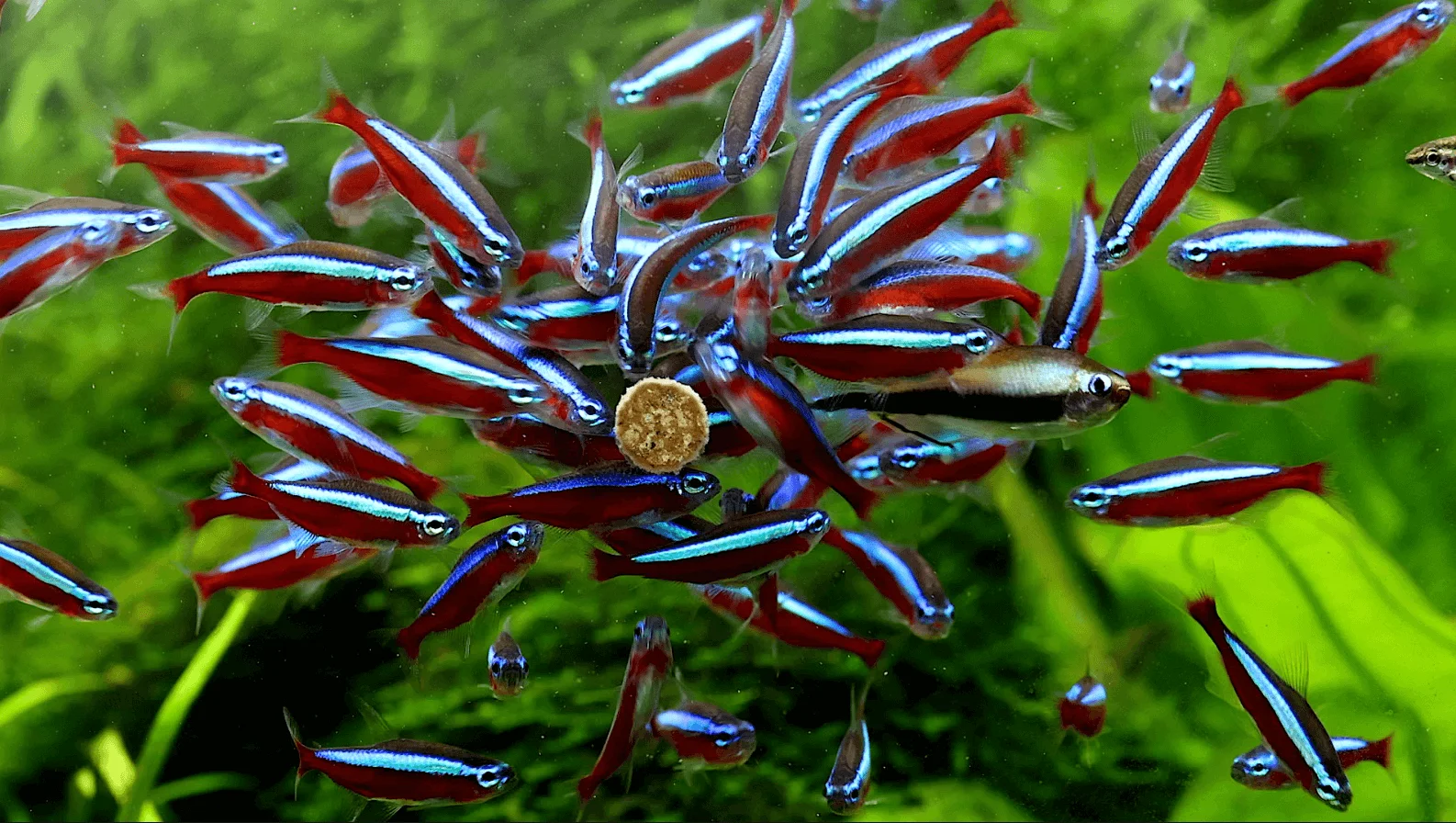 Neonsalmler fressen Futtertablette im Aquarium