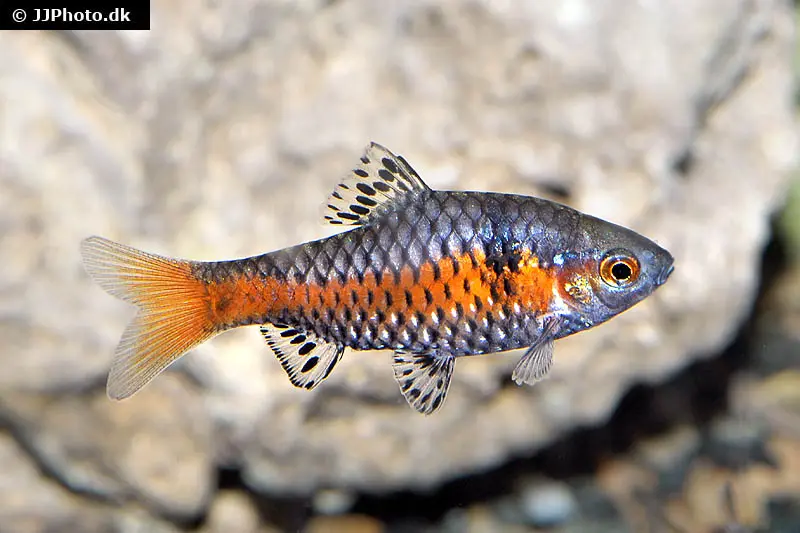 Odessabarbe, Pethia padamya